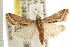  ( - USNM ENT 00678530)  @14 [ ] CreativeCommons - Attribution (2008) Unspecified Centre for Biodiversity Genomics