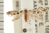  (Anthonympha - USNM ENT 00678540)  @14 [ ] CreativeCommons - Attribution (2008) Unspecified Centre for Biodiversity Genomics