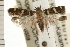  (Pexicopiinae - USNM ENT 00678542)  @15 [ ] CreativeCommons - Attribution (2008) Unspecified Centre for Biodiversity Genomics
