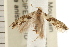  (Anthonympha - USNM ENT 00678543)  @14 [ ] CreativeCommons - Attribution (2008) Unspecified Centre for Biodiversity Genomics