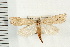  (Ancylolomia sp - USNM ENT 00678515)  @14 [ ] CreativeCommons - Attribution (2008) Unspecified Centre for Biodiversity Genomics