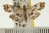  ( - USNM ENT 00192233)  @13 [ ] CreativeCommons - Attribution (2008) Unspecified Centre for Biodiversity Genomics