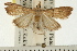  ( - USNM ENT 00194881)  @13 [ ] CreativeCommons - Attribution (2008) Unspecified Centre for Biodiversity Genomics