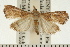 (Prochoristis - USNM ENT 00195003)  @14 [ ] CreativeCommons - Attribution (2008) Unspecified Centre for Biodiversity Genomics