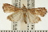  ( - USNM ENT 00195003)  @14 [ ] CreativeCommons - Attribution (2008) Unspecified Centre for Biodiversity Genomics