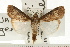  ( - USNM ENT 00195152)  @14 [ ] CreativeCommons - Attribution (2008) Unspecified Centre for Biodiversity Genomics