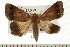  (Ophiusa mcjanesi - USNM ENT 00195464)  @14 [ ] CreativeCommons - Attribution (2008) Unspecified Centre for Biodiversity Genomics