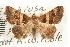  (Euphiusa hermania - USNM ENT 00475821)  @14 [ ] CreativeCommons - Attribution (2008) Unspecified Centre for Biodiversity Genomics