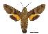  (Macroglossum sitiene - USNM ENT 00196445)  @15 [ ] Unspecified (default): All Rights Reserved  Unspecified Unspecified