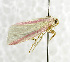  (Heliothis galathae - USNM ENT 01068060)  @14 [ ] Unspecified (default): All Rights Reserved  Unspecified Unspecified