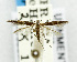  (Cosmopterix melanarches - USNM ENT 01068322)  @11 [ ] Unspecified (default): All Rights Reserved  Unspecified Unspecified