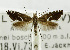  (Glyphipterix minorella - USNM ENT 01068350)  @11 [ ] Unspecified (default): All Rights Reserved  Unspecified Unspecified