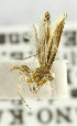  (Asymphorodes trichogramma - USNM ENT 01068681)  @13 [ ] Unspecified (default): All Rights Reserved  Unspecified Unspecified