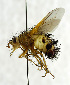  (Dejeania bombylans - USNM ENT 01068799)  @14 [ ] Unspecified (default): All Rights Reserved  Unspecified Unspecified