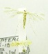  (PterophoridaeGEN sp. ABW3329 - USNM ENT 00668007)  @12 [ ] Unspecified (default): All Rights Reserved  Unspecified Unspecified