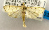  (Herpetogramma continualis - USNM ENT 00980843)  @11 [ ] Unspecified (default): All Rights Reserved  Unspecified Unspecified