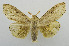  (Calliteara angulata - USNM ENT 00980892)  @14 [ ] Unspecified (default): All Rights Reserved  Unspecified Unspecified