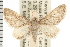  (Eupithecia undiculata - USNM ENT 00193726)  @15 [ ] CreativeCommons - Attribution (2008) Unspecified Centre for Biodiversity Genomics