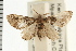  (Eupithecia orbaria - USNM ENT 00194349)  @14 [ ] CreativeCommons - Attribution (2008) Unspecified Centre for Biodiversity Genomics