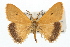  (Bracharoa quadripunctata - USNM ENT 00195151)  @15 [ ] CreativeCommons - Attribution (2009) Unspecified Centre for Biodiversity Genomics