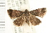  (Eublemma nyctichroa - USNM ENT 00193547)  @14 [ ] CreativeCommons - Attribution (2009) Unspecified Centre for Biodiversity Genomics
