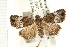  (Eustrotia decissima - USNM ENT 00678820)  @14 [ ] CreativeCommons - Attribution (2009) Unspecified Centre for Biodiversity Genomics