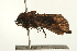  (Oediplexia mesophaea - USNM ENT 00678919)  @13 [ ] CreativeCommons - Attribution (2009) Unspecified Centre for Biodiversity Genomics