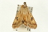  (Heliothis scutuligera - USNM ENT 00193982)  @13 [ ] CreativeCommons - Attribution (2009) Unspecified Centre for Biodiversity Genomics