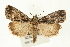  (Iambia brunnea - USNM ENT 00678996)  @15 [ ] CreativeCommons - Attribution (2009) Unspecified Centre for Biodiversity Genomics