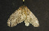  ( - moth1110.01)  @13 [ ] CreativeCommons - Attribution (2010) Unspecified Centre for Biodiversity Genomics