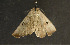  ( - moth1128.01)  @13 [ ] CreativeCommons - Attribution (2010) Unspecified Centre for Biodiversity Genomics