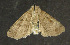  ( - moth114.01)  @13 [ ] CreativeCommons - Attribution (2010) Unspecified Centre for Biodiversity Genomics