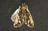  ( - moth115.01)  @13 [ ] CreativeCommons - Attribution (2010) Unspecified Centre for Biodiversity Genomics