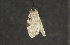  ( - moth143.01)  @12 [ ] CreativeCommons - Attribution (2010) Unspecified Centre for Biodiversity Genomics