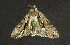  ( - moth329.01)  @12 [ ] CreativeCommons - Attribution (2010) Unspecified Centre for Biodiversity Genomics