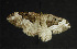  ( - moth383.01)  @13 [ ] CreativeCommons - Attribution (2010) Unspecified Centre for Biodiversity Genomics