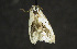  ( - moth449.01)  @12 [ ] CreativeCommons - Attribution (2010) Unspecified Centre for Biodiversity Genomics