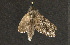  ( - moth488.01)  @12 [ ] CreativeCommons - Attribution (2010) Unspecified Centre for Biodiversity Genomics