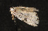  ( - moth545.01)  @13 [ ] CreativeCommons - Attribution (2010) Unspecified Centre for Biodiversity Genomics