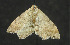  (Macaria minorata - moth693.01)  @14 [ ] CreativeCommons - Attribution (2010) Unspecified Centre for Biodiversity Genomics
