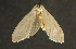  ( - moth706.01)  @13 [ ] CreativeCommons - Attribution (2010) Unspecified Centre for Biodiversity Genomics