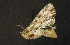  ( - moth985.01)  @13 [ ] CreativeCommons - Attribution (2010) Unspecified Centre for Biodiversity Genomics
