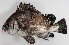  (Plectorhinchus gibbosus - M016-001)  @15 [ ] Copyright (2013) D. Ponton IRD