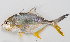  (Carangichthys oblongus - M027-027)  @15 [ ] Copyright (2013) D. Ponton IRD