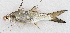  (Polydactylus plebeius - M048-001)  @15 [ ] Copyright (2014) D. Ponton IRD