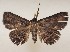  ( - CSUC103)  @11 [ ] CreativeCommons  Attribution Share-Alike (2021) Candice Sawyer California State University, Chico State Entomology Collection