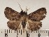  ( - CSUC104)  @11 [ ] CreativeCommons  Attribution Share-Alike (2021) Candice Sawyer California State University, Chico State Entomology Collection