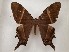  ( - CSUC10)  @11 [ ] CreativeCommons  Attribution Share-Alike (2021) Candice Sawyer California State University, Chico State Entomology Collection