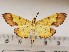  ( - CSUC125)  @11 [ ] CreativeCommons  Attribution Share-Alike (2021) Candice Sawyer California State University, Chico State Entomology Collection