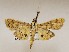  ( - CSUC129)  @11 [ ] CreativeCommons  Attribution Share-Alike (2021) Candice Sawyer California State University, Chico State Entomology Collection